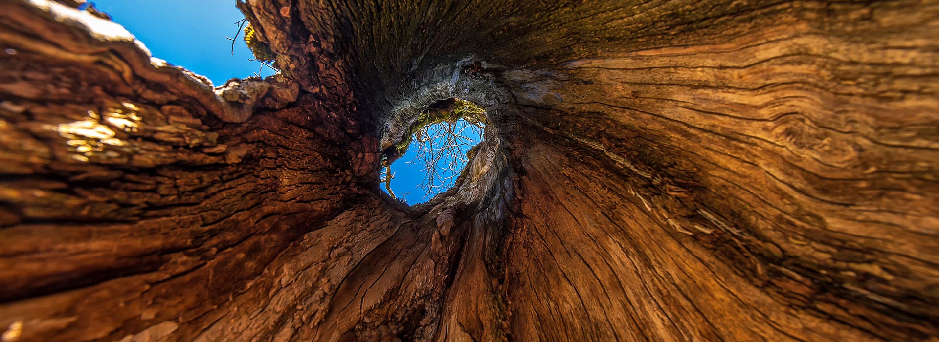 Ausgehöhlter Baum, Waldbaden